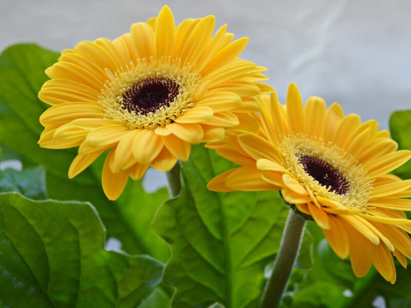 Two Yellow Gerbera Daisies — Calm, Photograph