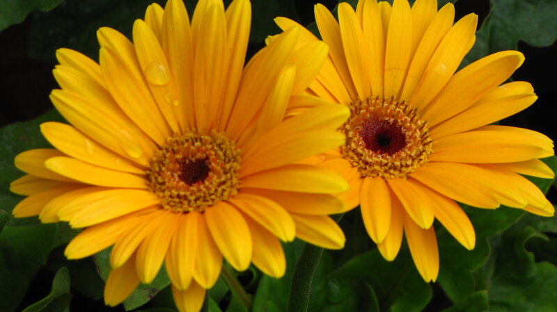 Two Yellow Gerbera Daisies — Calm