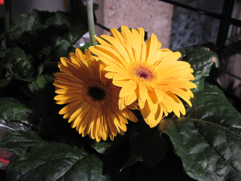 Two Yellow Gerbera Daisies — Natural