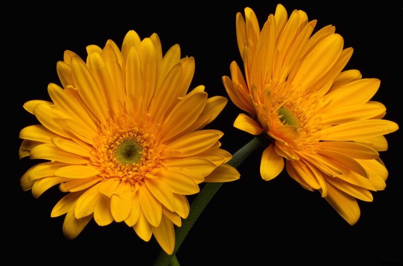 Two yellow gerbera daisies