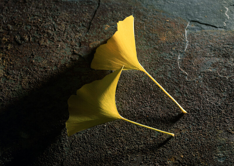 Two yellow ginkgo leaves