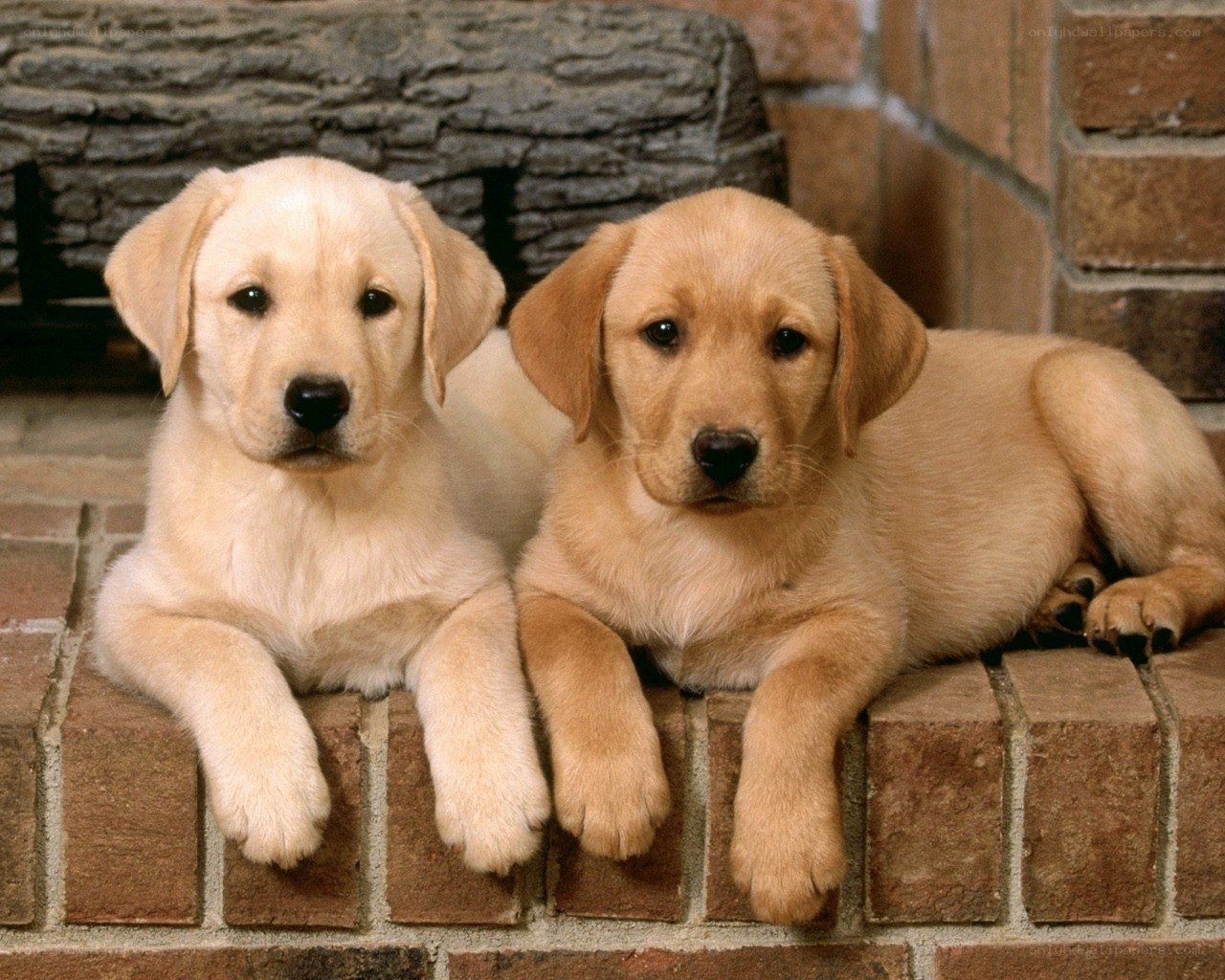 Two yellow lab puppies