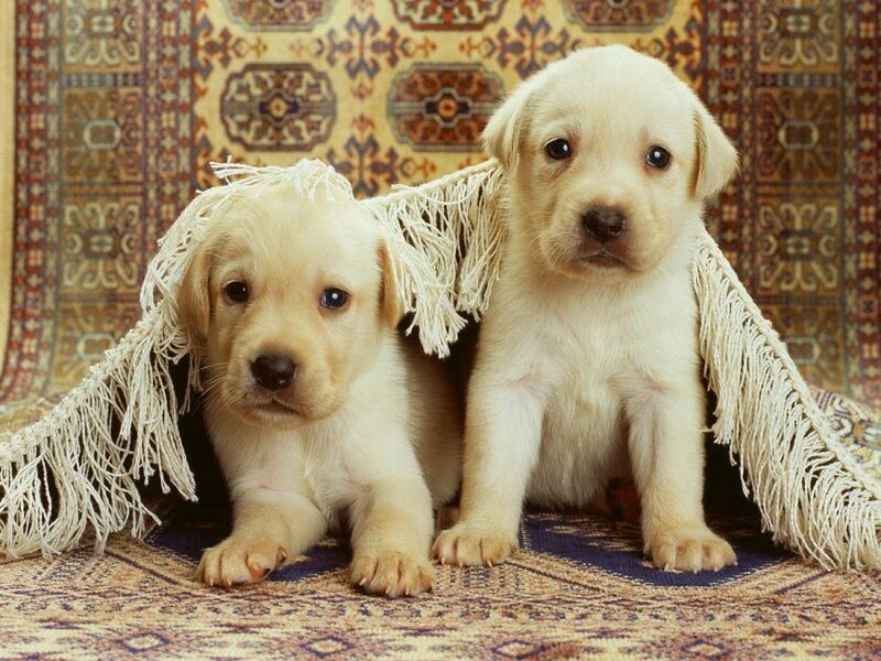 two yellow lab puppies