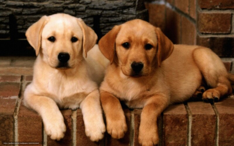 two yellow lab puppies