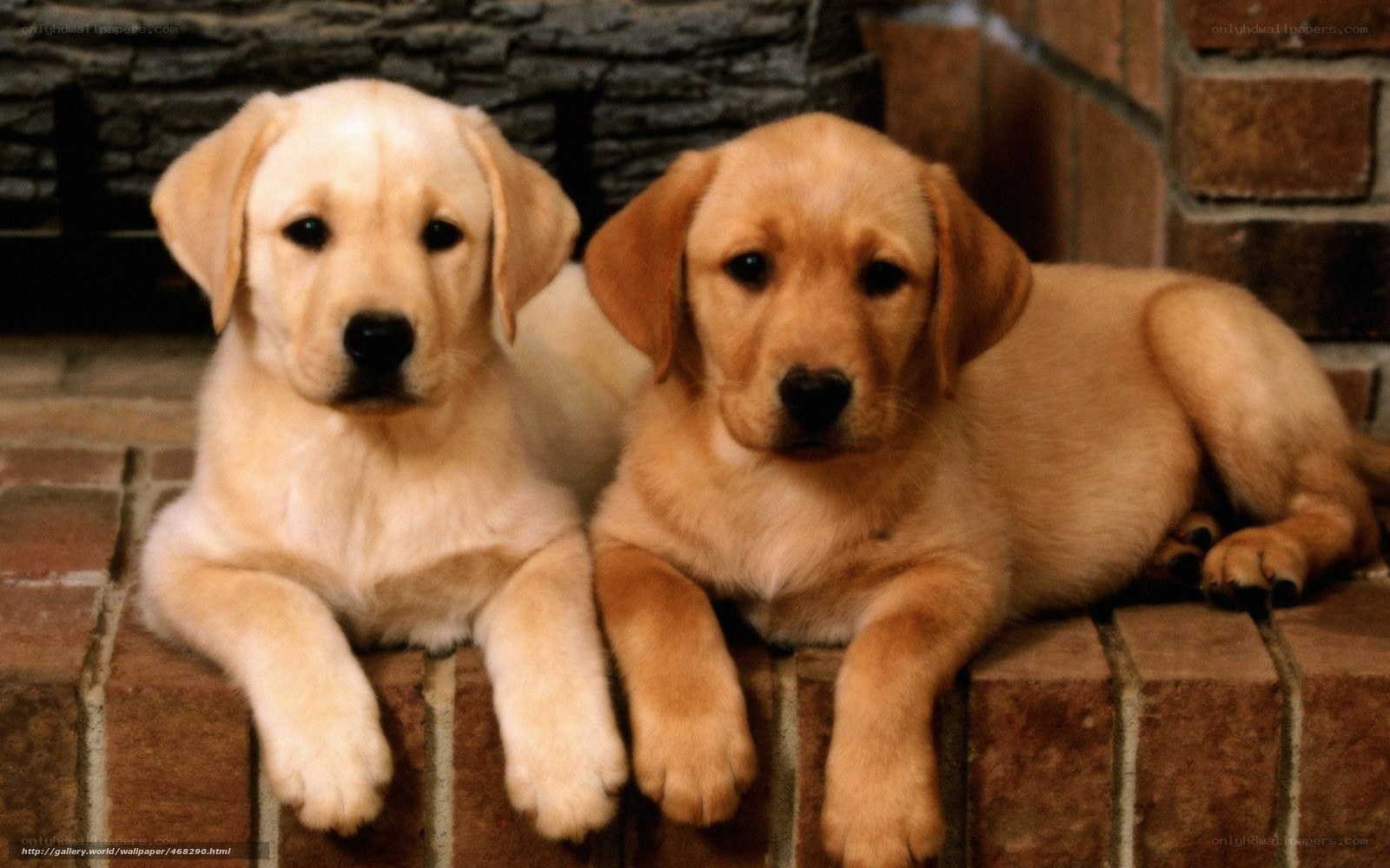 two yellow lab puppies