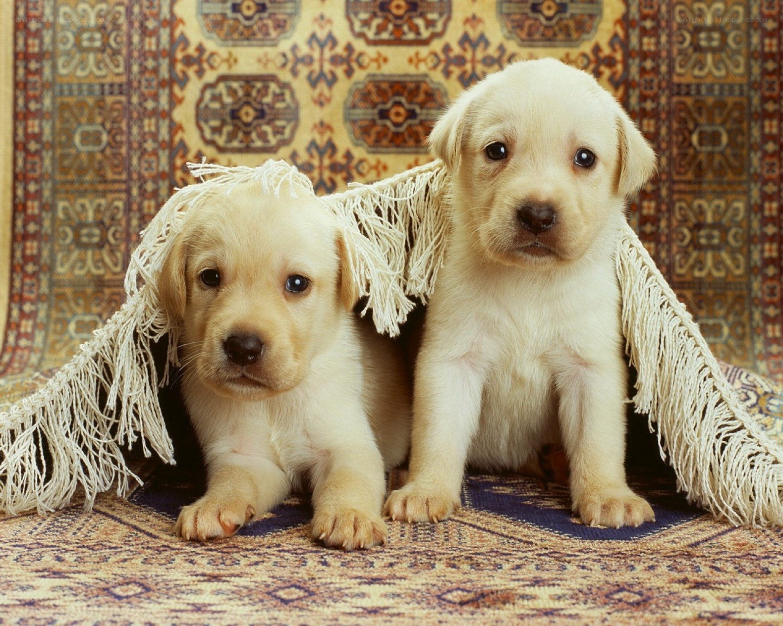Two yellow lab puppies