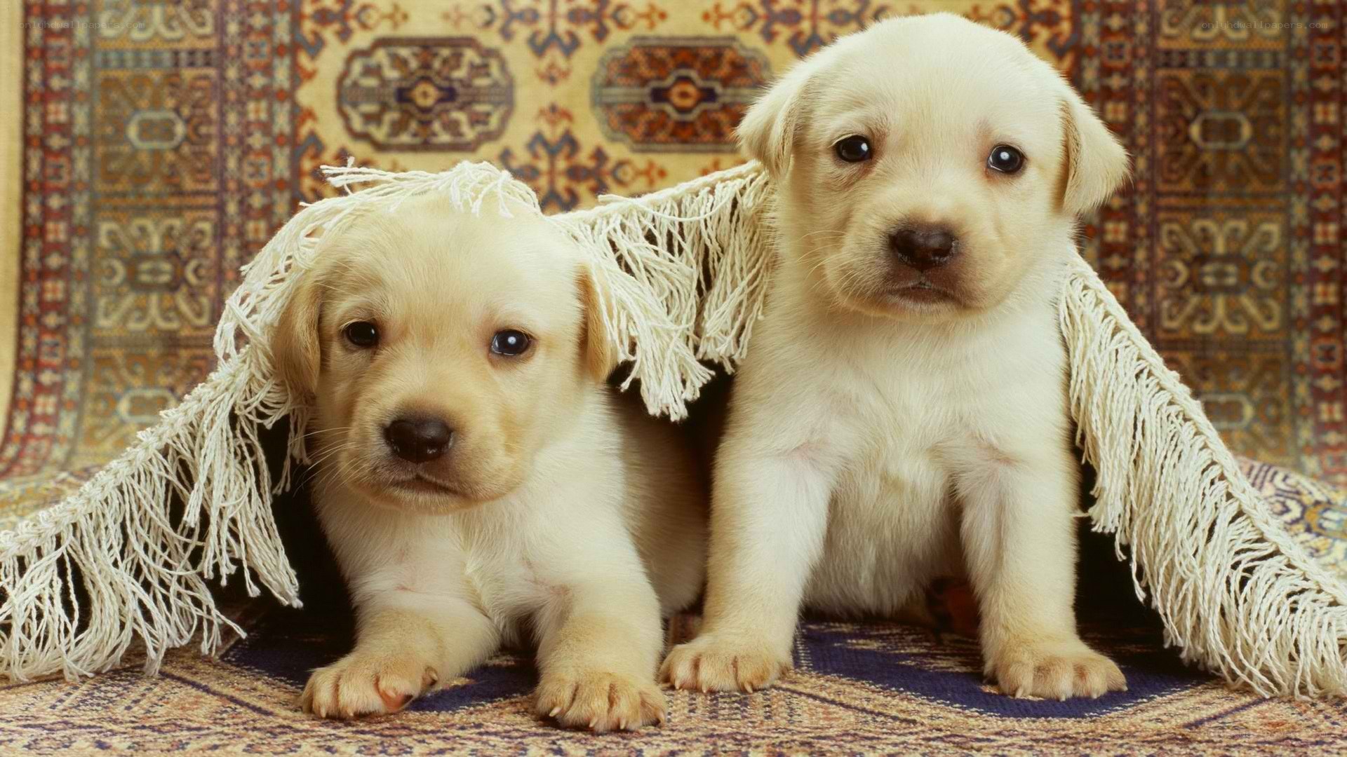 Two yellow lab puppies
