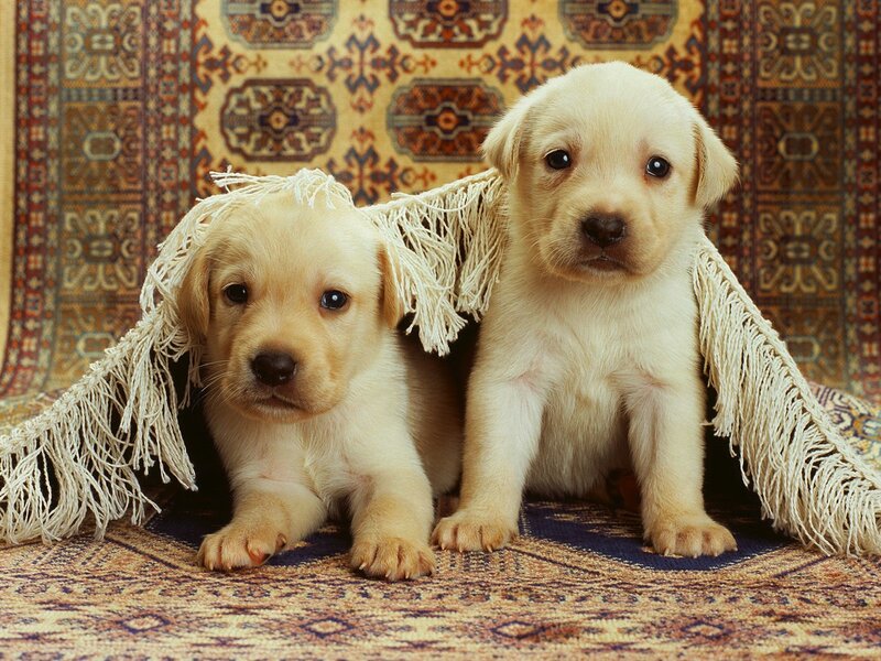 Two yellow lab puppies