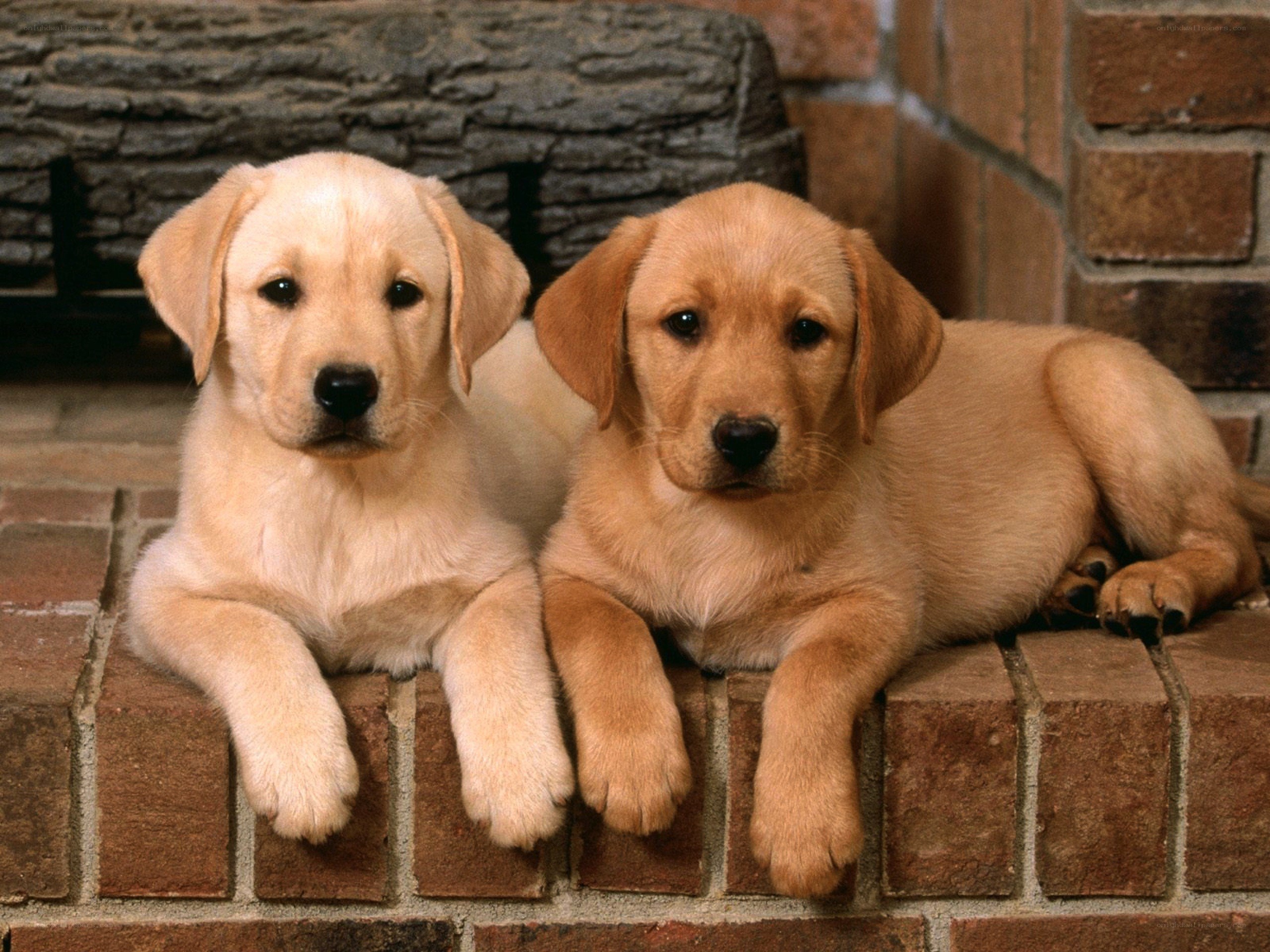 Two yellow lab puppies