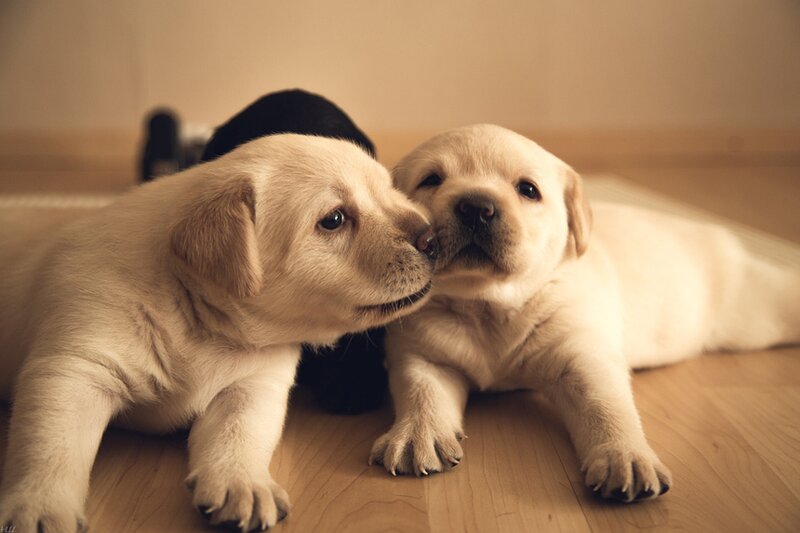 Two Yellow Lab Puppies — Beige, Calm