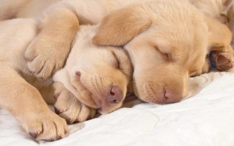 Two Yellow Lab Puppies — Blanket, White