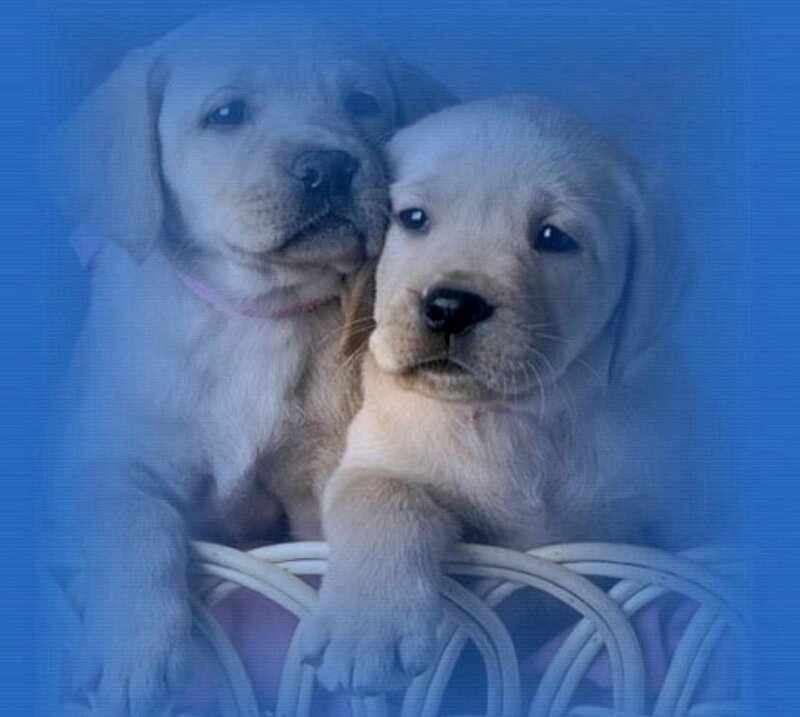 Two Yellow Lab Puppies — Blue, Calm