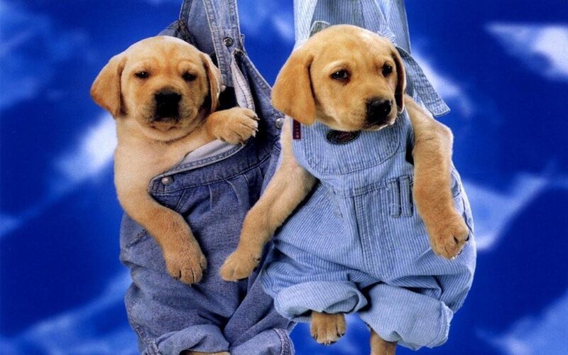 Two Yellow Lab Puppies — Blue