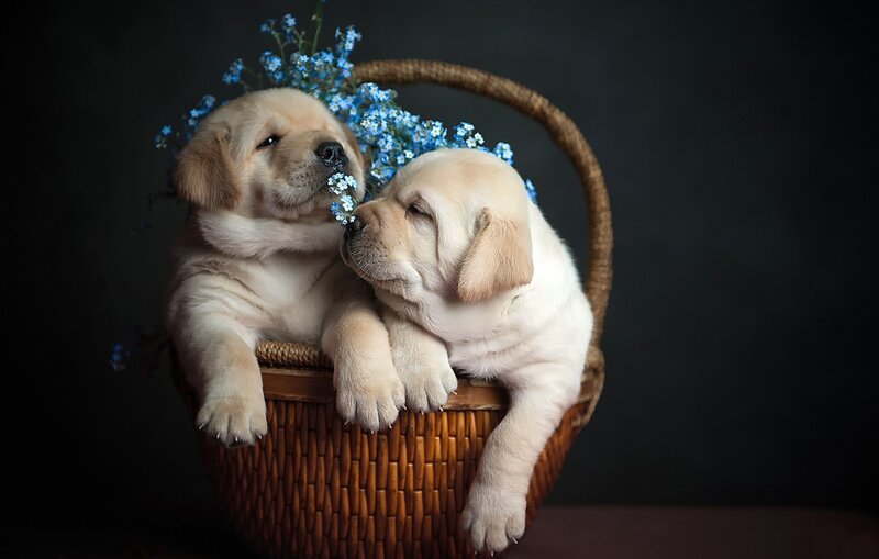 Two Yellow Lab Puppies — Brown, Calm, Photograph, Basket, Flowers