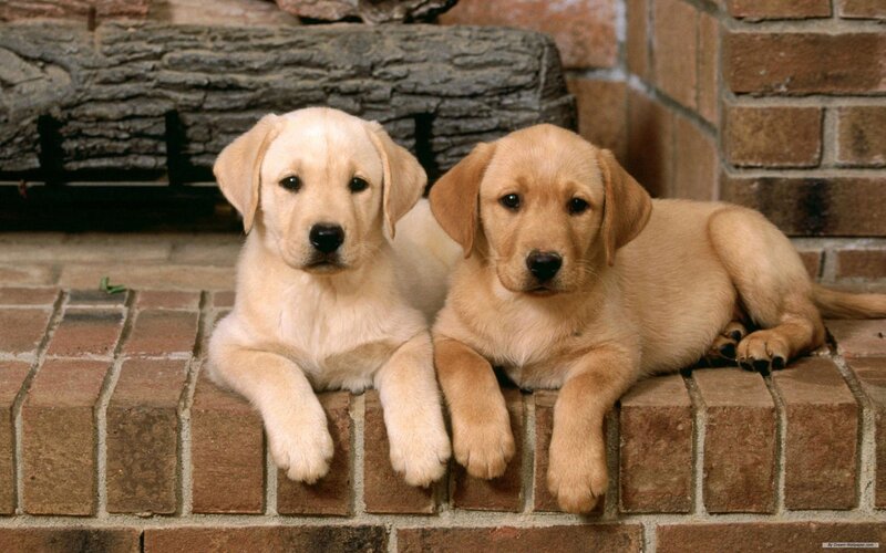 Two Yellow Lab Puppies — Brown, Calm, Photograph