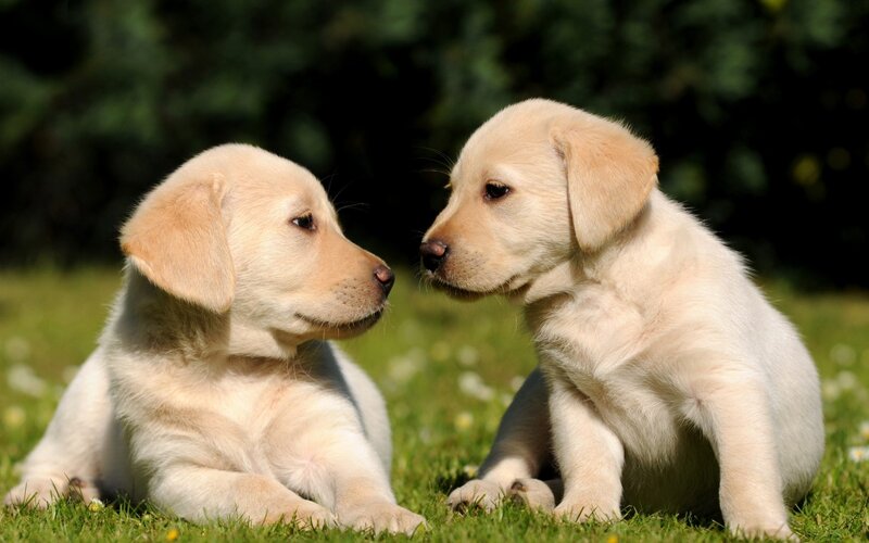 Two Yellow Lab Puppies — Calm, Afternoon, Photograph