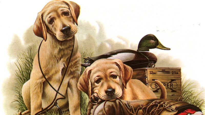 Two Yellow Lab Puppies — Calm, Afternoon