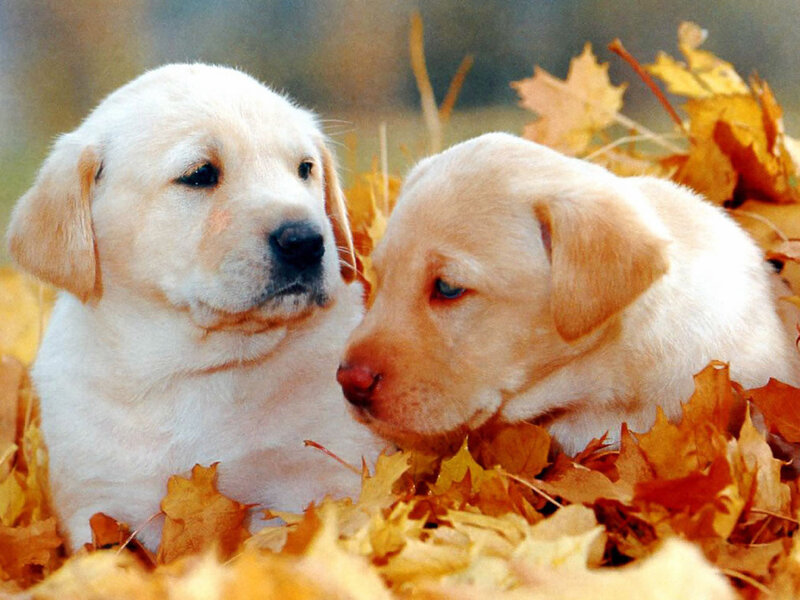 Two Yellow Lab Puppies — Calm, Autumn, Photograph, Fallen Leaves