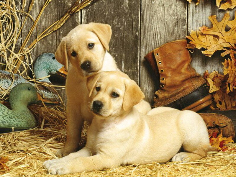 Two Yellow Lab Puppies — Calm, Autumn, Photograph