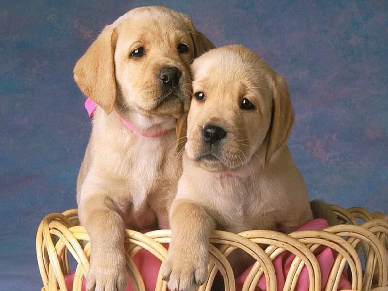 Two Yellow Lab Puppies — Calm, Photograph, Basket, Collar