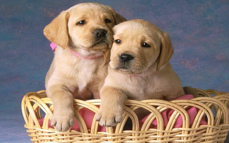 Two Yellow Lab Puppies — Calm, Photograph, Basket, Pink Cloth