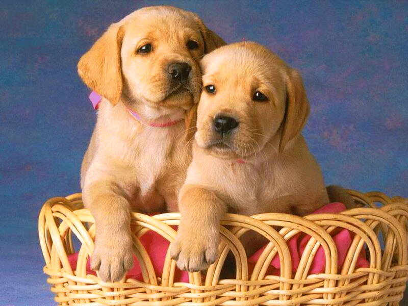 Two Yellow Lab Puppies — Calm, Photograph, Basket