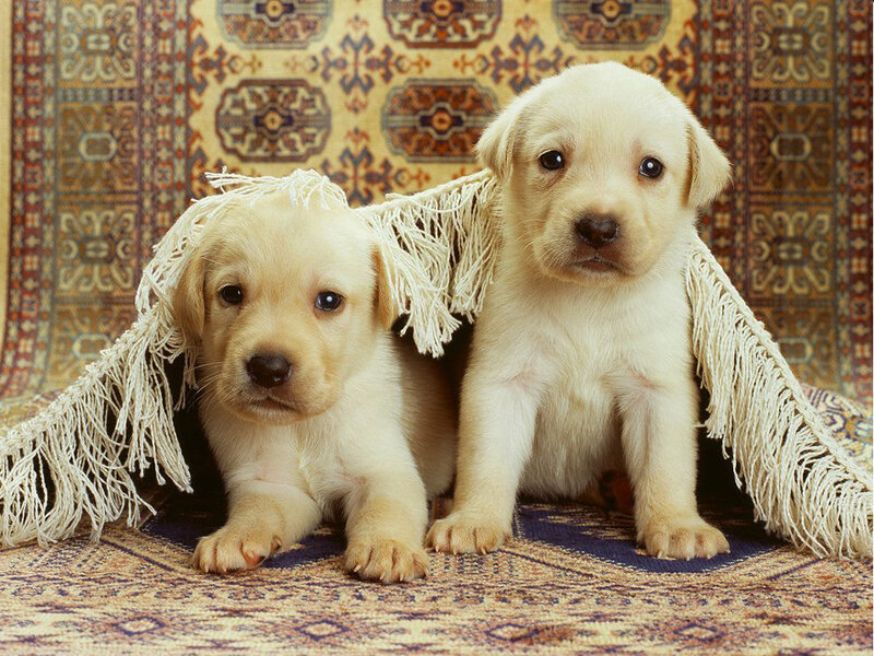 Two Yellow Lab Puppies — Calm, Photograph, Fringed Blanket