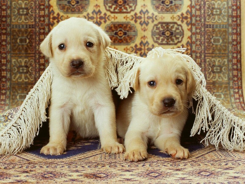 Two Yellow Lab Puppies — Calm, Photograph, Rug