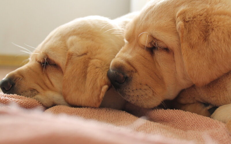 Two Yellow Lab Puppies — Calm, Photograph, Towel