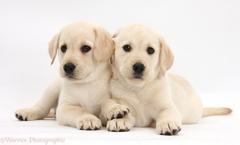 Two Yellow Lab Puppies — Cream