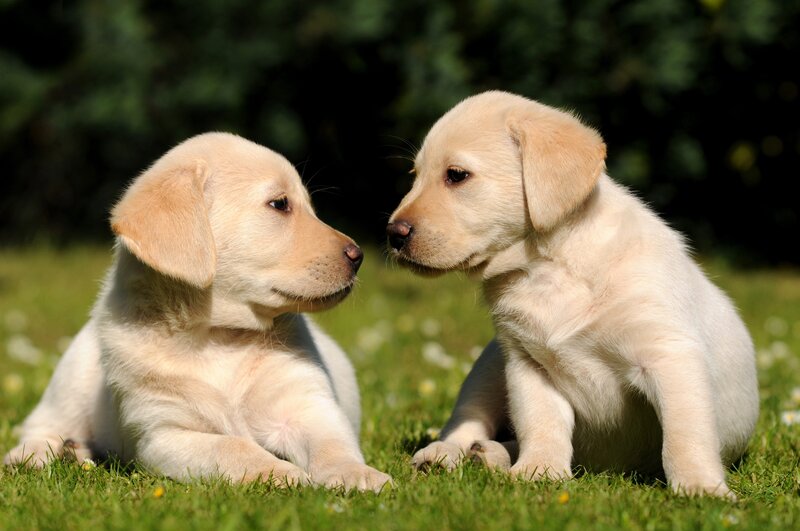 Two Yellow Lab Puppies — Green, Calm