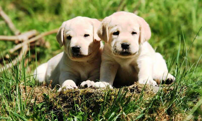 Two Yellow Lab Puppies — Green