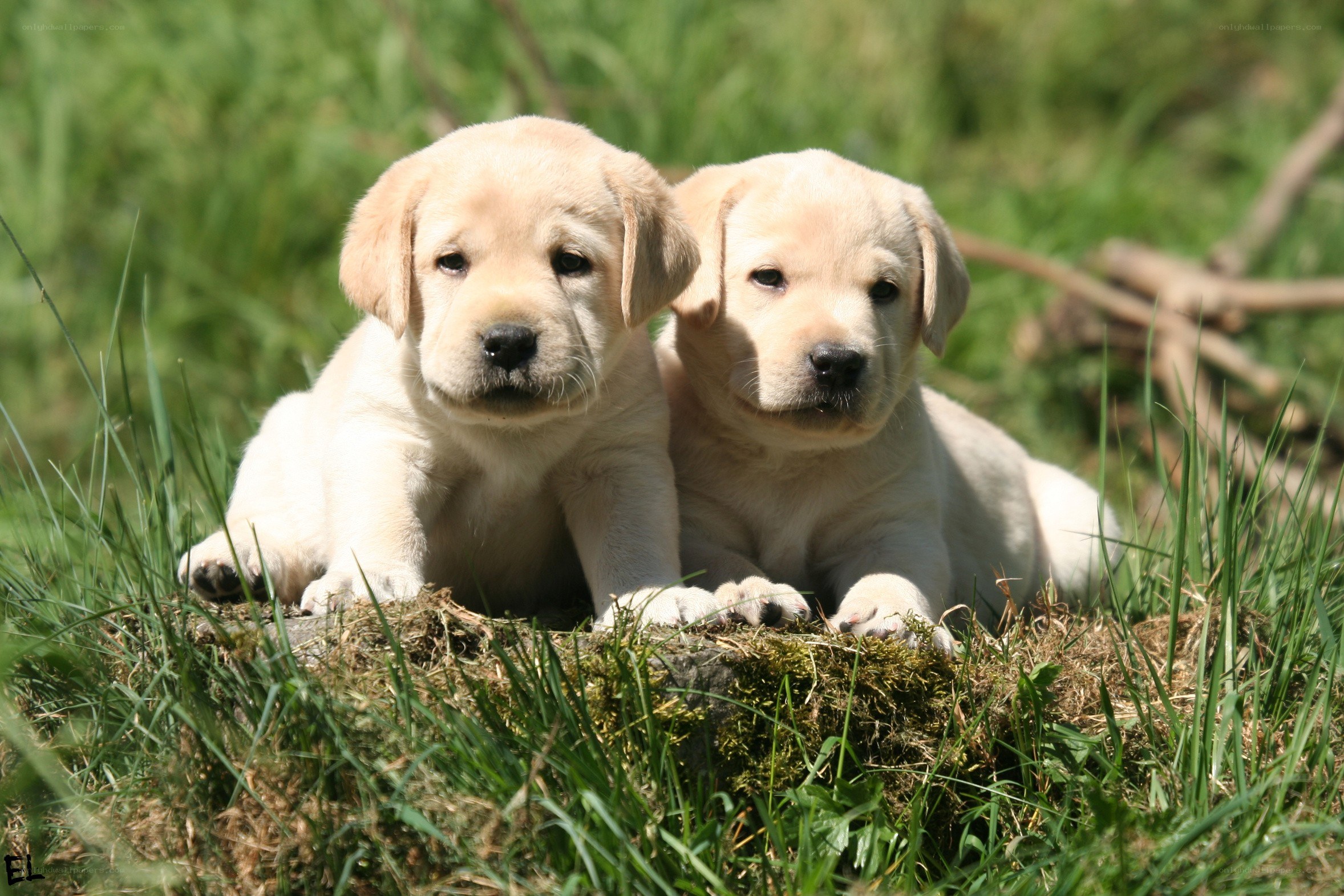Two yellow lab puppies in grass