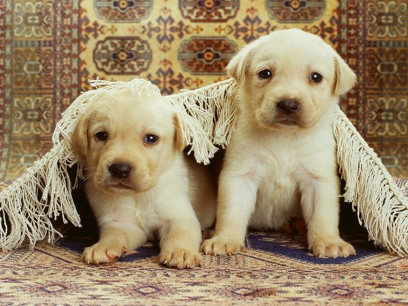 Two yellow lab puppies on rug