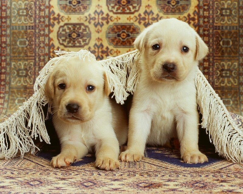 Two Yellow Lab Puppies — Patterned Rug