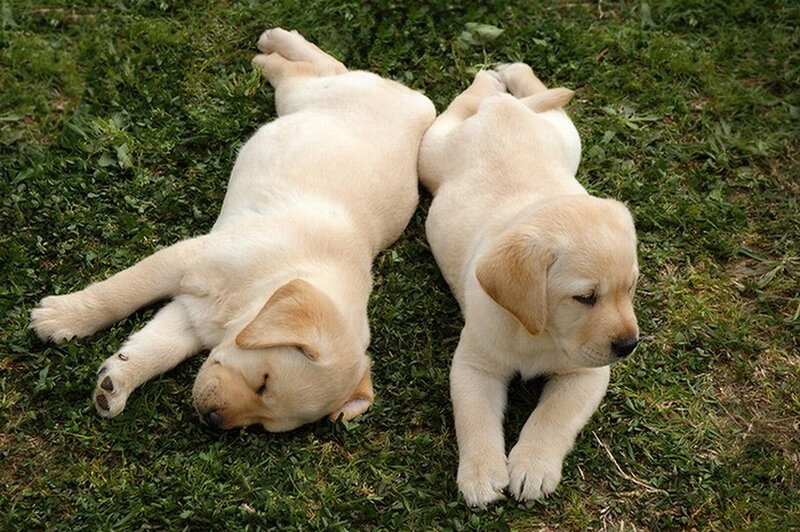 Two Yellow Lab Puppies — Peaceful, Afternoon
