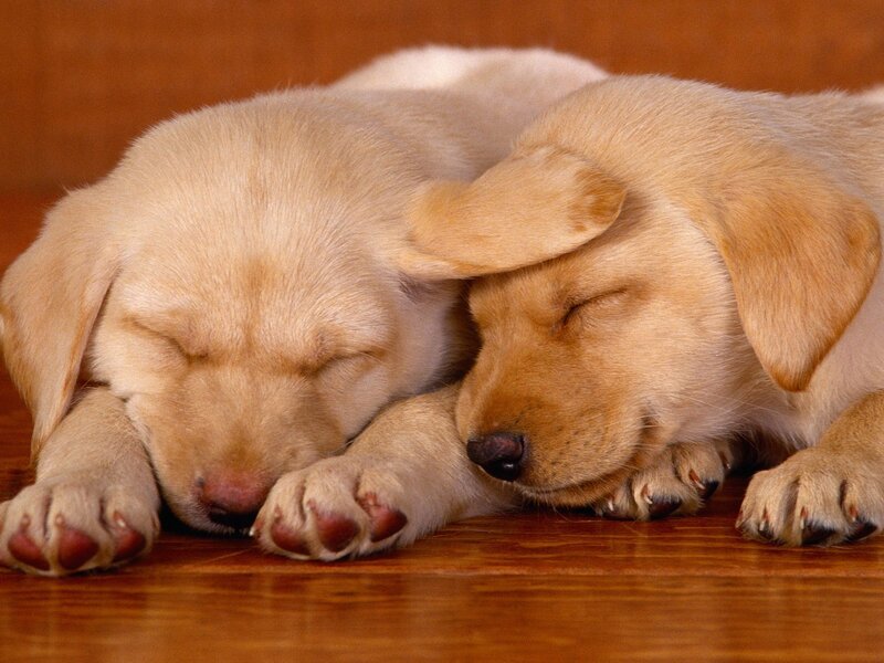 Two Yellow Lab Puppies — Peaceful, Photograph, Floor