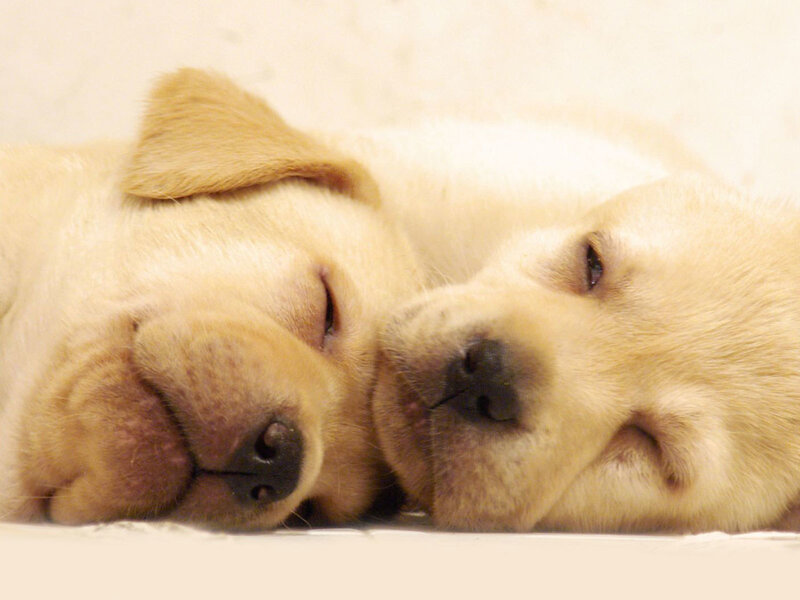 Two Yellow Lab Puppies — Peaceful