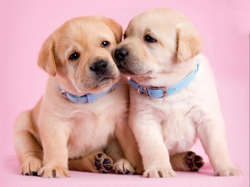 Two Yellow Lab Puppies — Pink