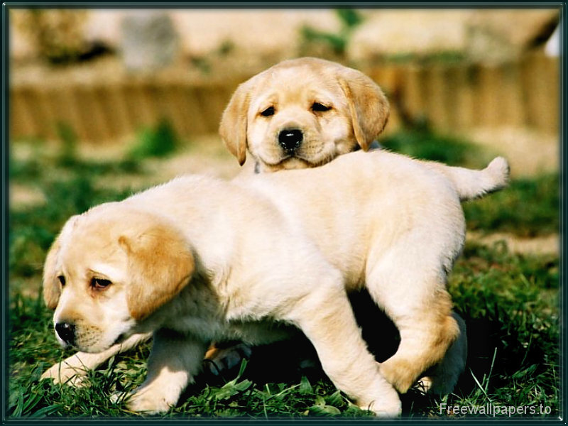 Two yellow lab puppies playing