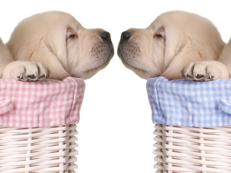 Two Yellow Lab Puppies — White, Calm, Photograph