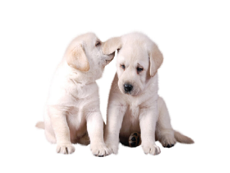Two Yellow Lab Puppies — White, Calm