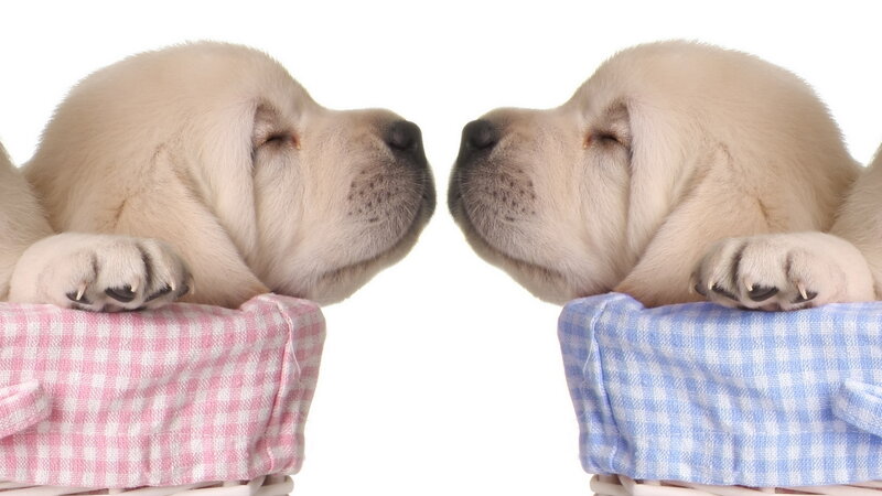 Two Yellow Lab Puppies — White