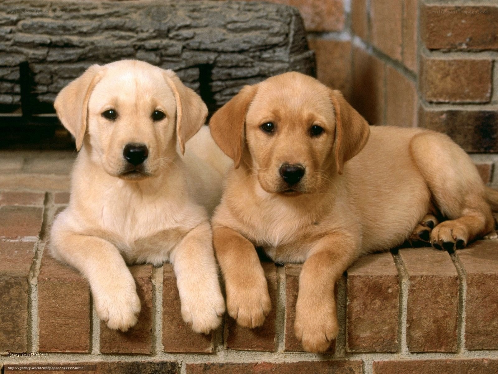 two yellow lab puppies