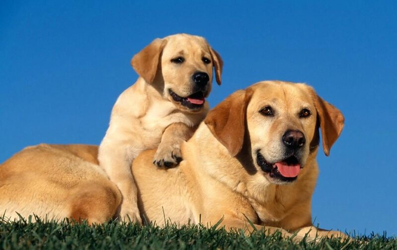 Two Yellow Labrador Dogs — Blue, Calm, Afternoon, Photograph