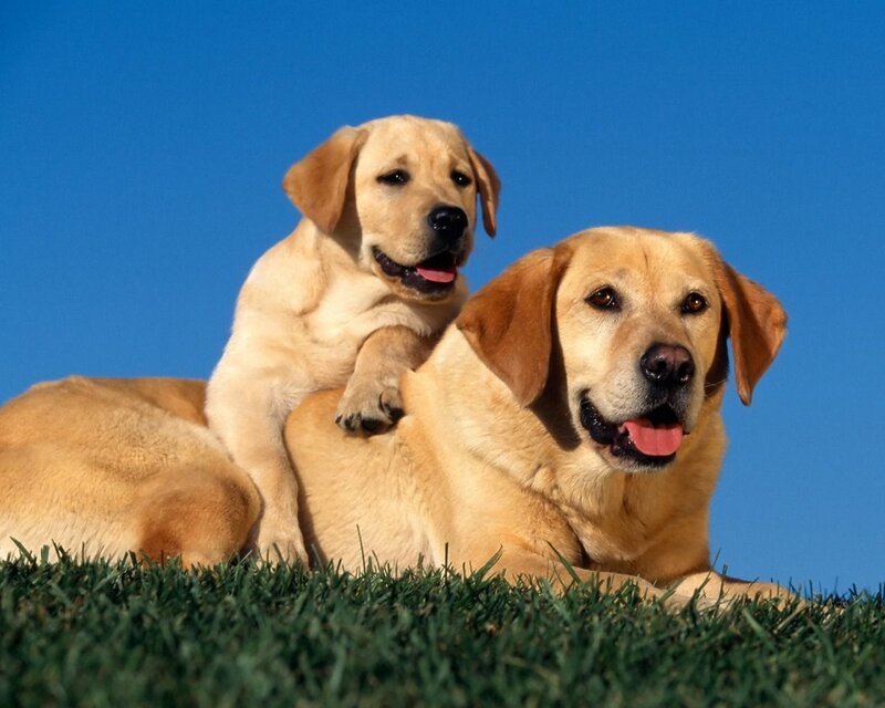 Two Yellow Labrador Dogs — Blue, Calm, Afternoon