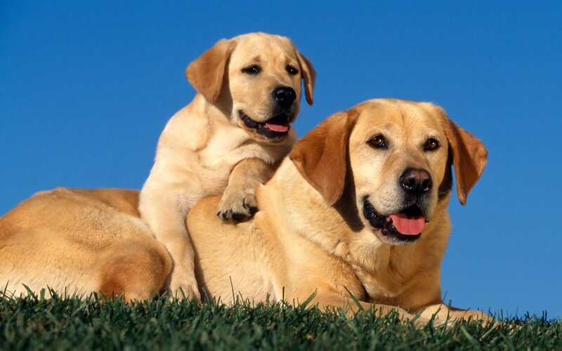 Two Yellow Labrador Dogs — Blue, Photograph