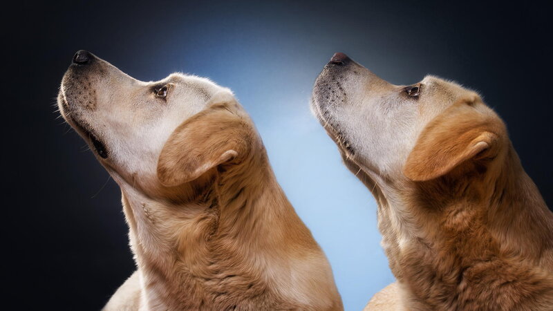 Two Yellow Labrador Dogs — Brown