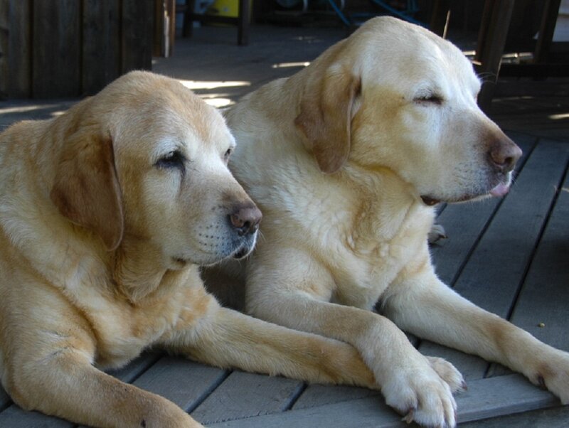 Two Yellow Labrador Dogs — Calm, Afternoon