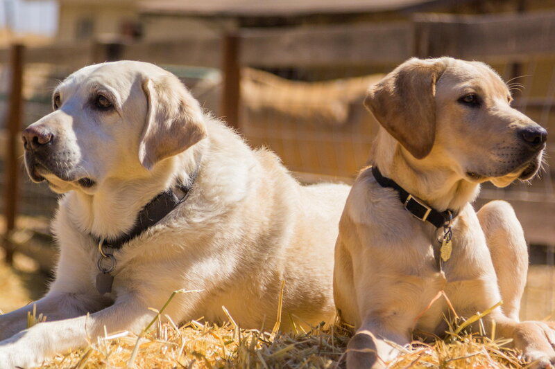 Two Yellow Labrador Dogs — Calm
